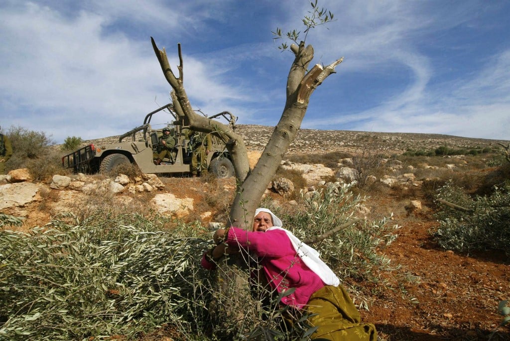 5 Essential Palestinian Plants – ancientnaturalseg.com